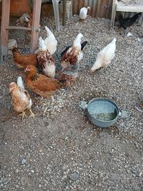 Gallina, pulcini, pavone, papere, oca,