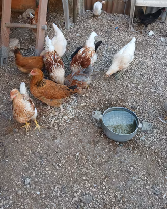 Gallina, pulcini, pavone, papere, oca,