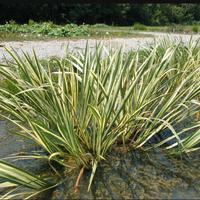 piante di calmo aromatico acquatica