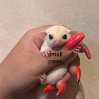 Cuccioli di Petauro Dello Zucchero