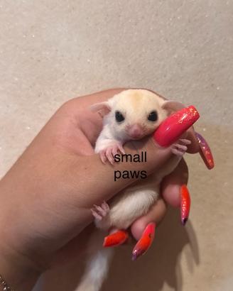 Cuccioli di Petauro Dello Zucchero