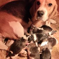 Beagle cuccioli pedigree enci
