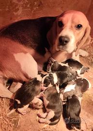 Beagle cuccioli pedigree enci