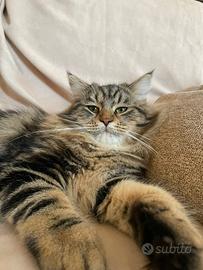 Gatto Siberiano per accoppiamento