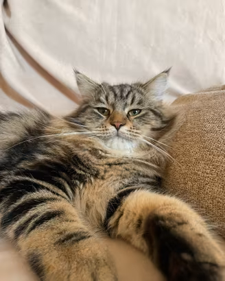 Gatto Siberiano per accoppiamento