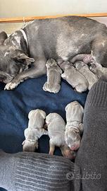 Bulldog francese lillac