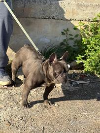 Bulldog francese