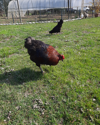 Galline