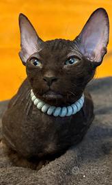 Cucciola Sphynx in attesa di nuova casa