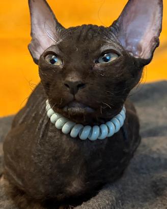 Cucciola Sphynx in attesa di nuova casa
