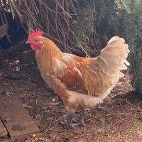 Galletto di 6 mesi allevato in libertà