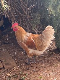 Galletto di 6 mesi allevato in libertà