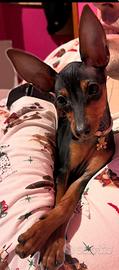Cucciola di pinscher