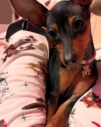 Cucciola di pinscher
