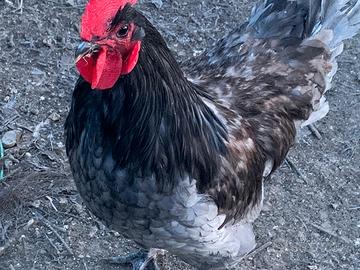 Australorp blu