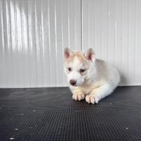 Husky cuccioli con pedigree