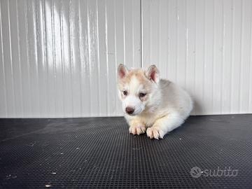 Husky cuccioli con pedigree