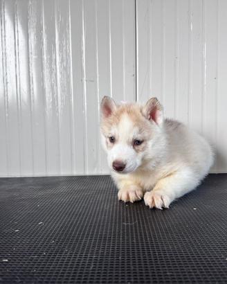 Husky cuccioli con pedigree
