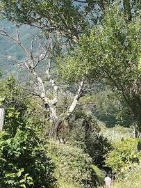 Rustico / Casale di 100 m² con 4 locali a Sestri L
