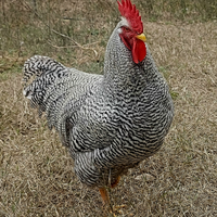 Razza Amrock - Uova da cova