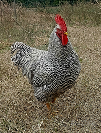 Razza Amrock - Uova da cova