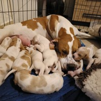 Pointer inglese con PEDIGREE