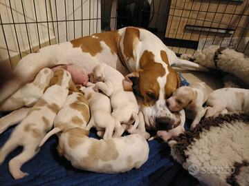 Pointer inglese con PEDIGREE