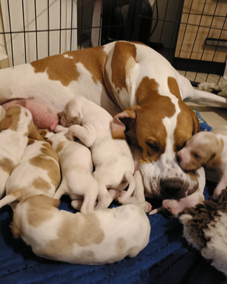 Pointer inglese con PEDIGREE