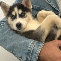 Husky siberiano