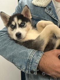 Husky siberiano