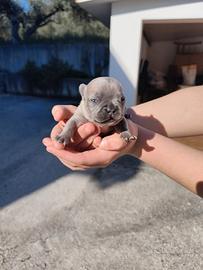 Bulldog Francese