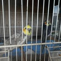 4 Calopsitta +gabbie