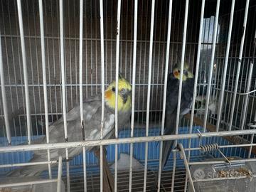 4 Calopsitta +gabbie