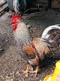 Galli e galline ornamentali