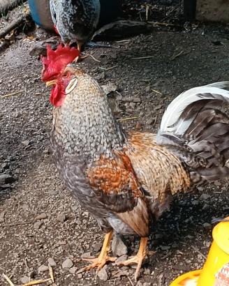 Galli e galline ornamentali