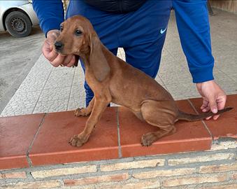 Cucciola segugia italiana
