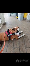 Cane boxer