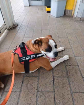 Cane boxer