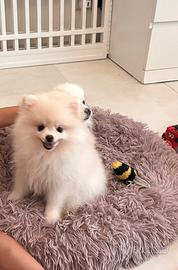 Cucciolo Pomeriana