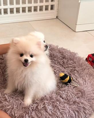 Cucciolo Pomeriana