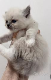 Ragdoll maschietti disponibili