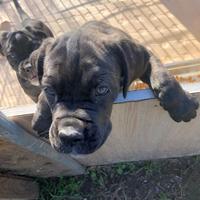 Cucciola cane corso-provincia di Roma