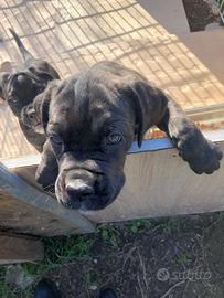 Cucciola cane corso-provincia di Roma