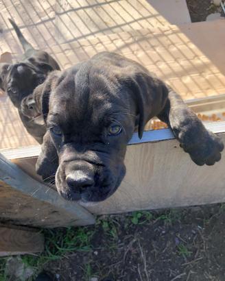 Cucciola cane corso-provincia di Roma