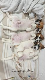 Jack russell terrier con pedigree