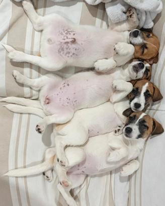 Jack russell terrier con pedigree