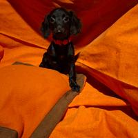 Incrocio tra cocker e barboncino nano