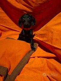 Incrocio tra cocker e barboncino nano