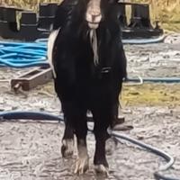 Becco tibetano da riproduzione