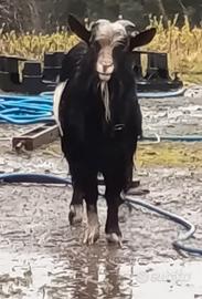 Becco tibetano da riproduzione